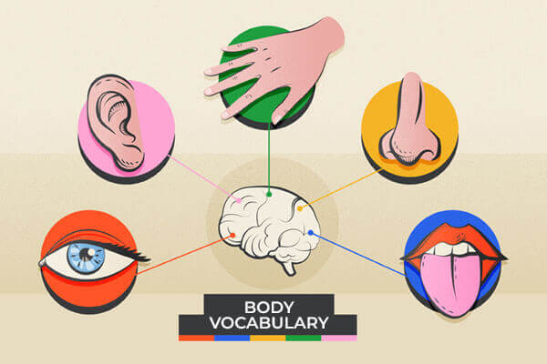 human body vocabulary
